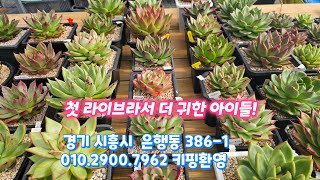 처음이라 더 특별한 창다육 판매💚 딸의 첫 라이브 도전! (7시 시작!) #딸 #첫방송 #창다육 #라이브 #시흥다육농장 #키핑 #회원 #환영