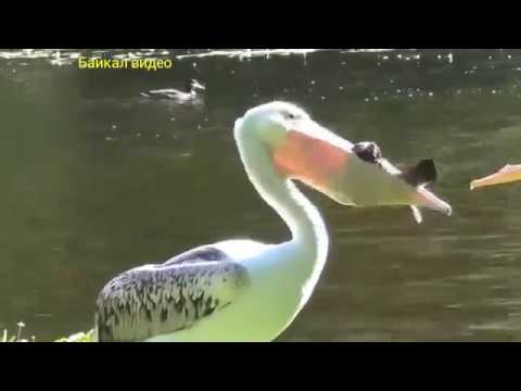 Пеликан съел голубя