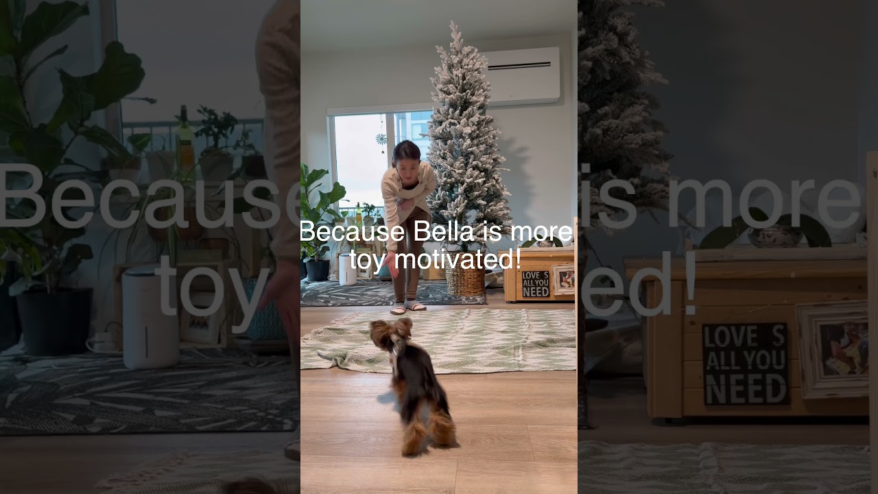 Indoor Training Time | teacup yorkie 8 months old