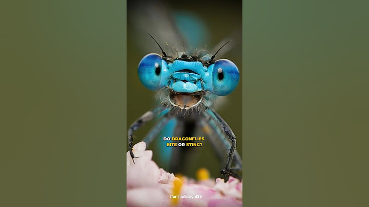 Do Dragonflies Bite or Sting?