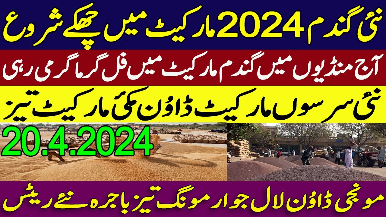 new wheat SarSon rates 2024 || makki munji bajra till Cotton new rates ...