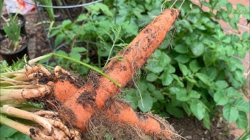 Carrot 🥕 Reveal April 27