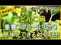 【うどんこ病】今年は要注意!正しいうどんこ病予防と対策を徹底解説!【有機農家直伝!無農薬で育てる家庭菜園】 24/6/15