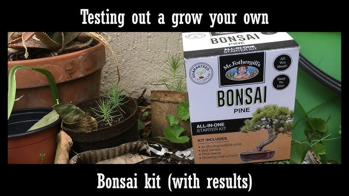 The Mini Bonsai Kit: Buy The Mini Bonsai Kit by Press Running at Low Price  in India