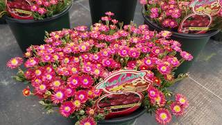 Delosperma Hotcakes® 'Saucy Strawberry' (Ice Plant) // Colorful, Ground Covering Perennial