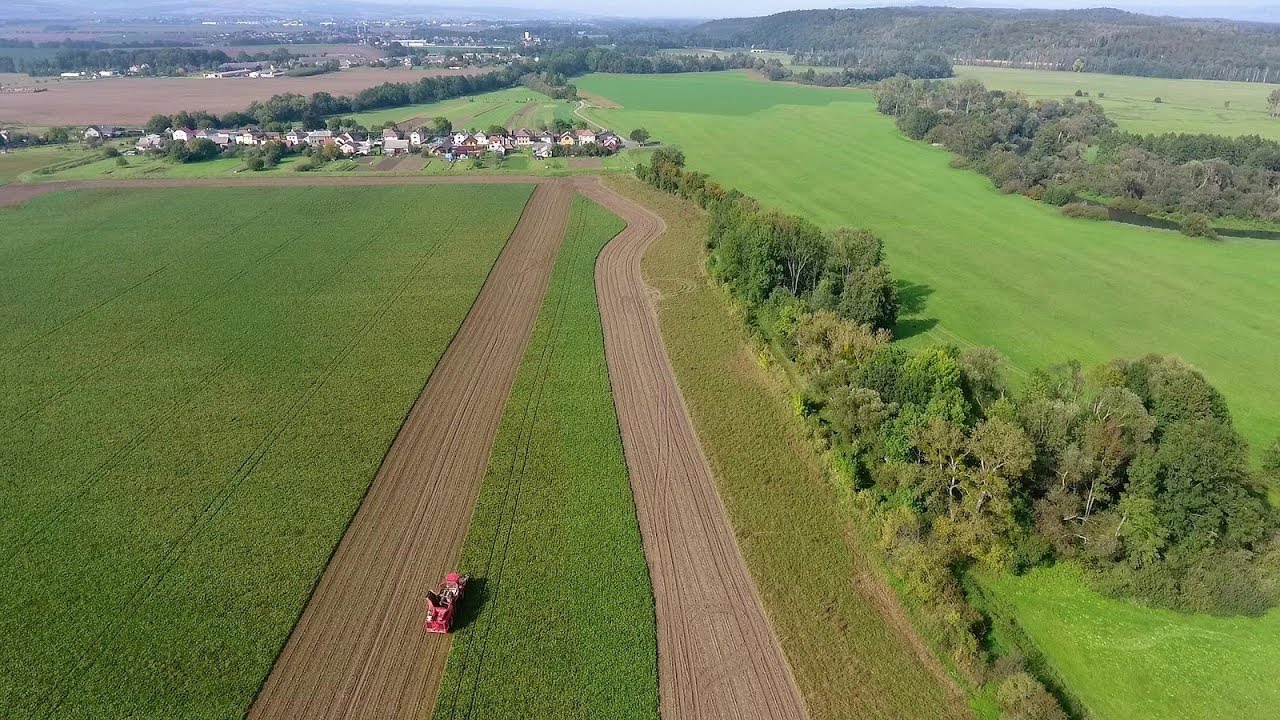 Vyorávání řepy u Litovelského Pomoraví - Palomo Loštice