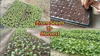 How To Plant Pechay - Sowing Transplanting And Harvesting