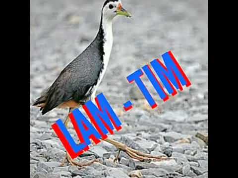 suara pikat burung ruak" 