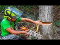 HOW TO DO THE PALM TREE CUT | Tree Felling Tutorial