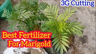 Marigold Best Fertilizer for more Flowers | Best Tips To Get Flowering On Marigold
