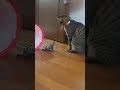 二足歩行したい!!【Sergeant Turtle who wants to walk on two legs】