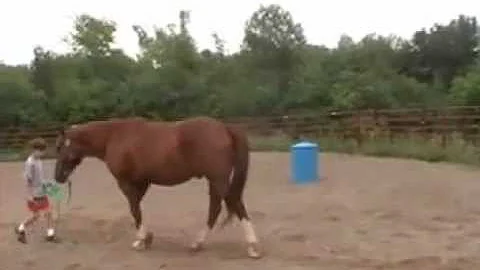 Autistic boy learning to lead Ratchet through equi...