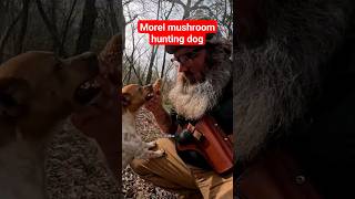 Morel Mushroom hunting dog!!!