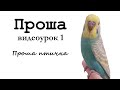 🎤 Учим попугая по имени Проша говорить, видеоурок 1: "Проша птичка"