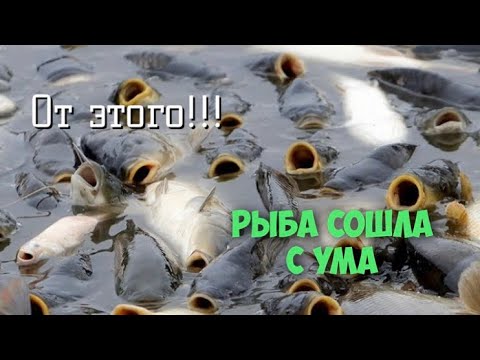 ОТ ЭТОГО ЗАПАХА РЫБА СХОДИТ С УМА