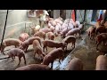 Chuyển 80 lợn con 1 tháng tuổi sang nơi ở mới