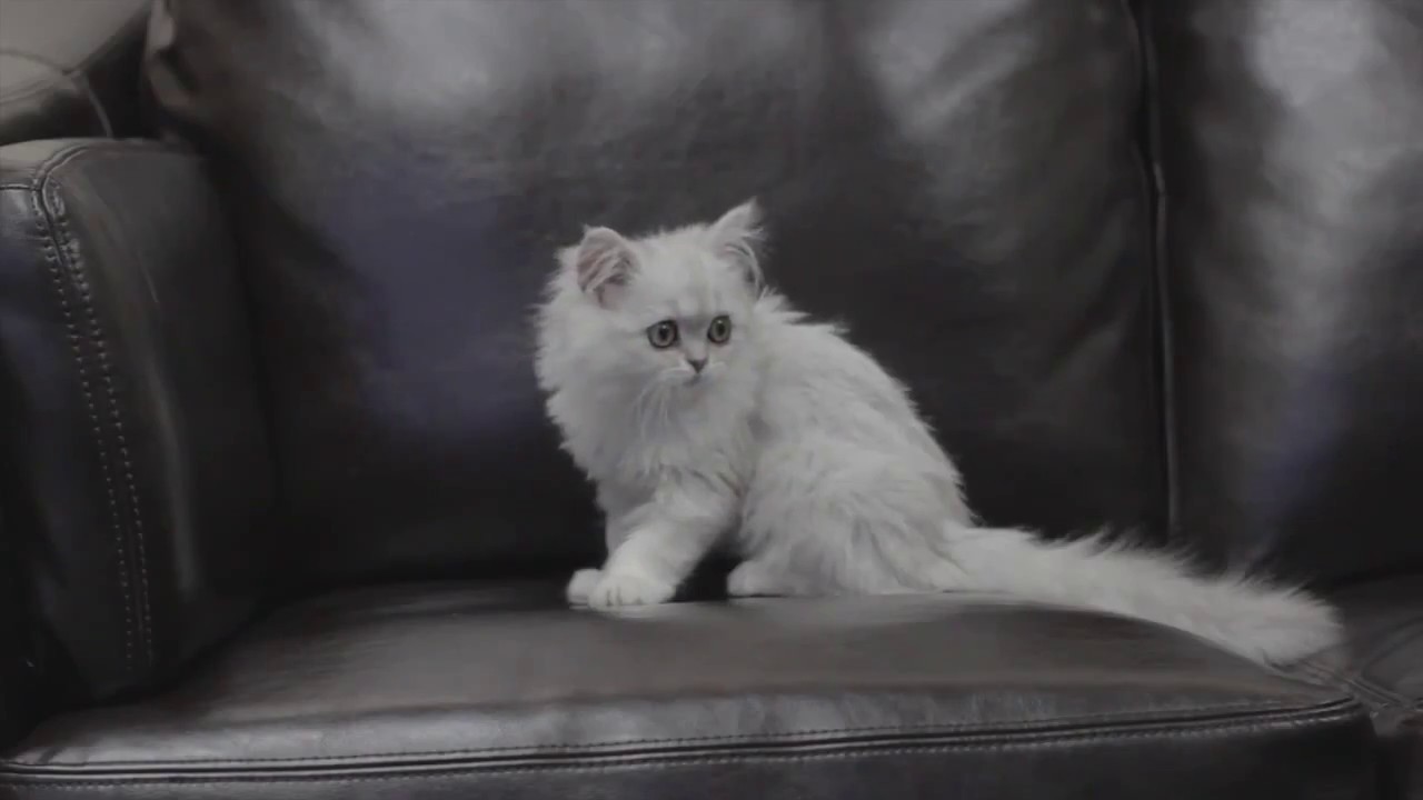 Filming with Cats is impossible