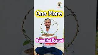 Ficus Amplissima Bonsai | Circle Shaped Bonsai | Bonsai Initial Stage | Bonsai Art #shortsfeed