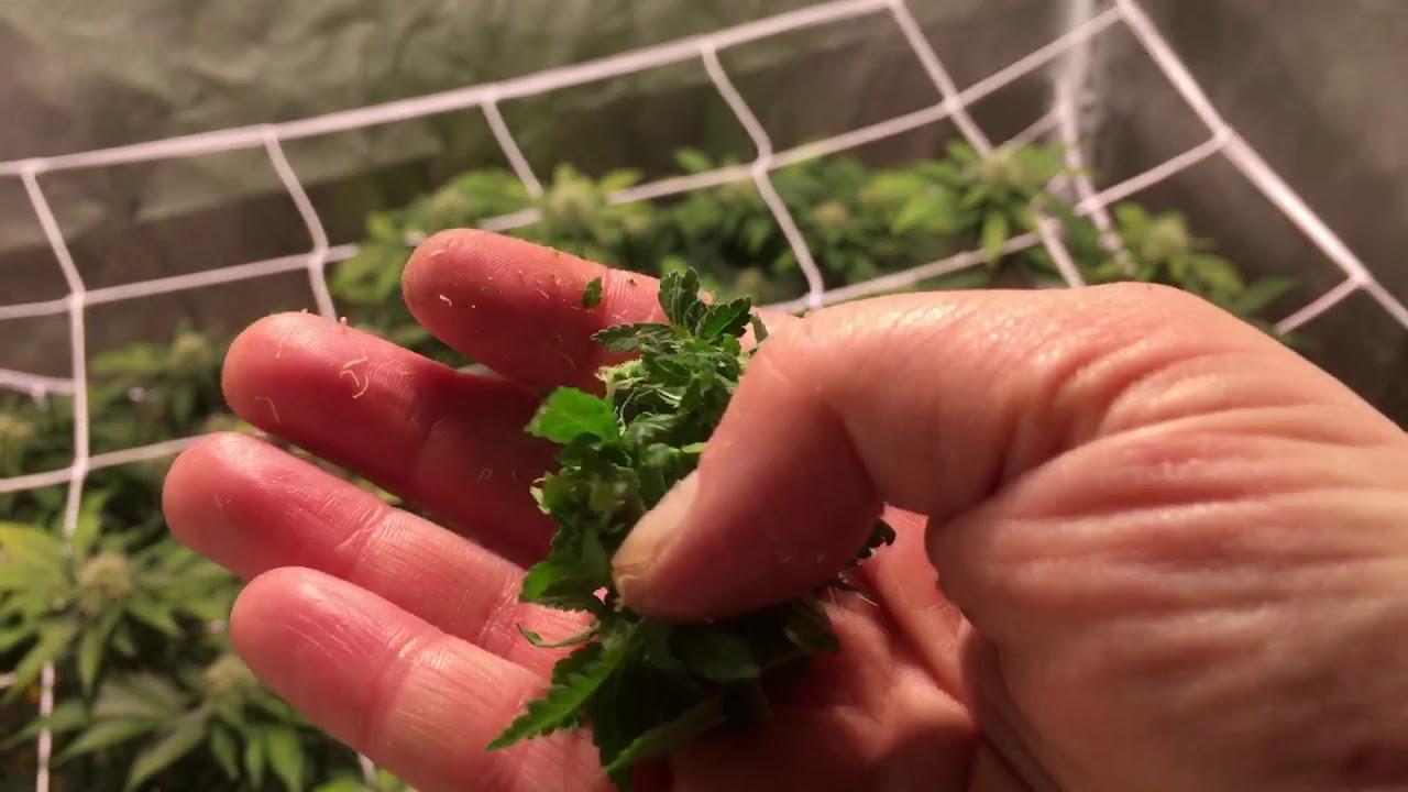 Grow Diaries Volume 2: Week 18