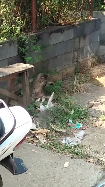 Anak maneni wong tuwo