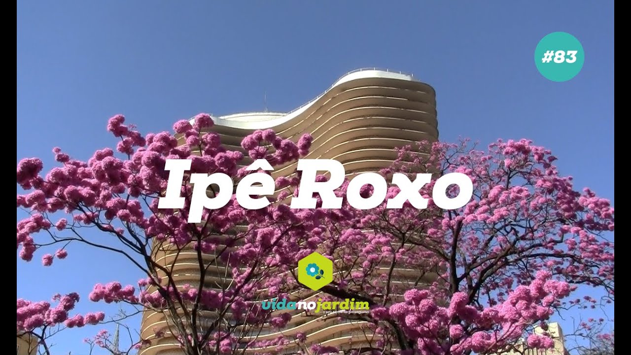 Ipê Roxo - thptnganamst.edu.vn