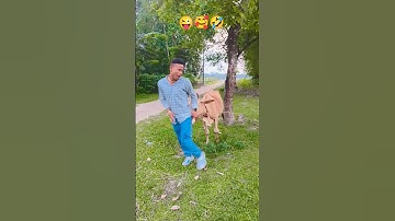 Habudubu Habudubu Paglu 2 Dev koel Mallick Zubeen Garg Akriti Kakkar Jee ganguli #love #funny 🤣😜😂