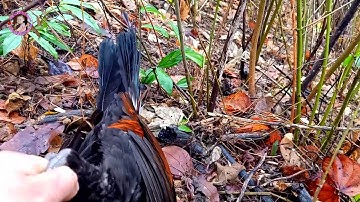 Cuab qaib qus mag zoo heev ต่อไก่ป่า(5/3/2020)#9