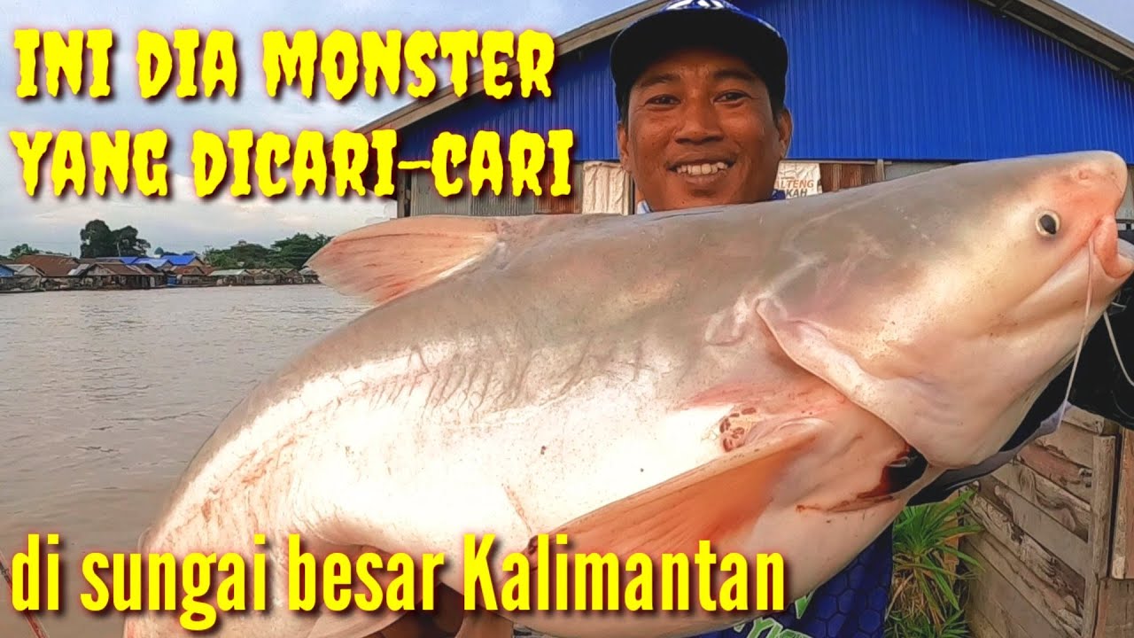 Mancing ikan monster di sungai besar Kalimantan Tengah bermodalkan umpan pisang di tengah sungai