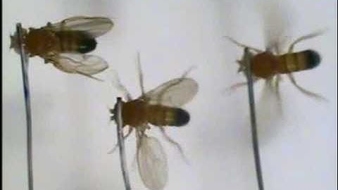 Intracellular Ca2+ signaling in Drosophila flight