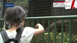 羽村市動物公園　元気いっぱいサーバルの赤ちゃん