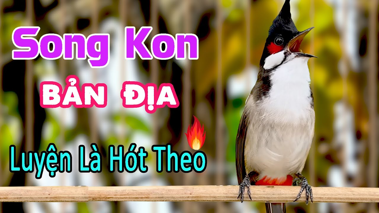 Luyện Giọng Chào Mào Sông Kon – Giọng Rừng Bản Địa, Chim Nghe Là Căng Lửa 🔥.112