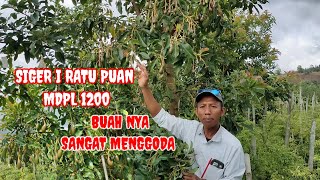SIGER I RATU PUAN MDPL 1200 BUAHNYA SANGAT MENGGODA .