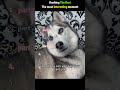 This is so funny, l couldn't stop laughing #funny#doddlersoft#funnyvideos#duet