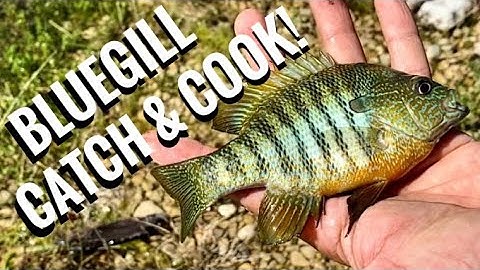 Catch & Cook Bluegill! Pan Frying Over The Campfire!