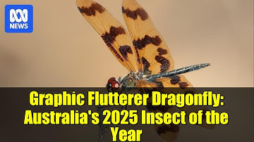 Graphic Flutterer Dragonfly: Australia