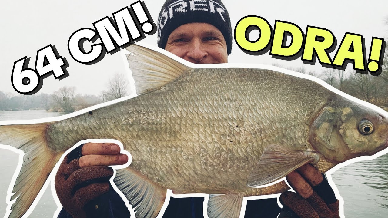 633 WYBORNY KONIEC ROKU! LESZCZE Z ODRZAŃSKICH CIEMNOŚCI - WROCŁAW