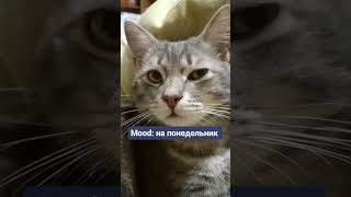 Mood Понедельника #Shortscats #Смех #Cat #Ржачныевидео #Юмор #Tiktok