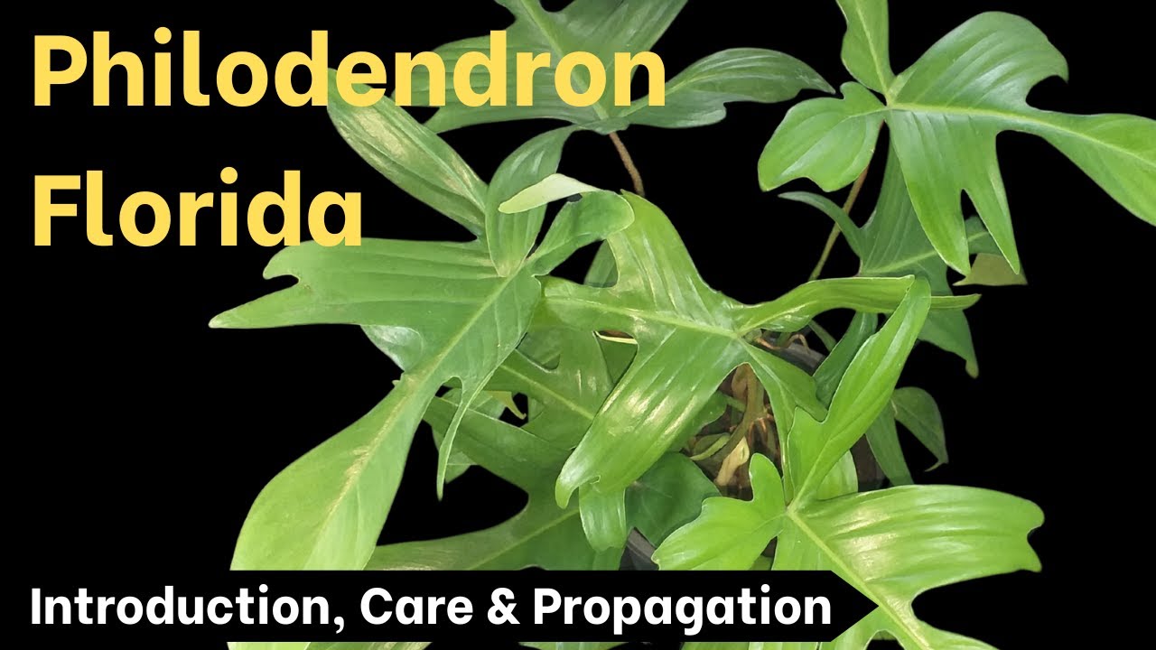 Как выращивать филодендрон во Флориде