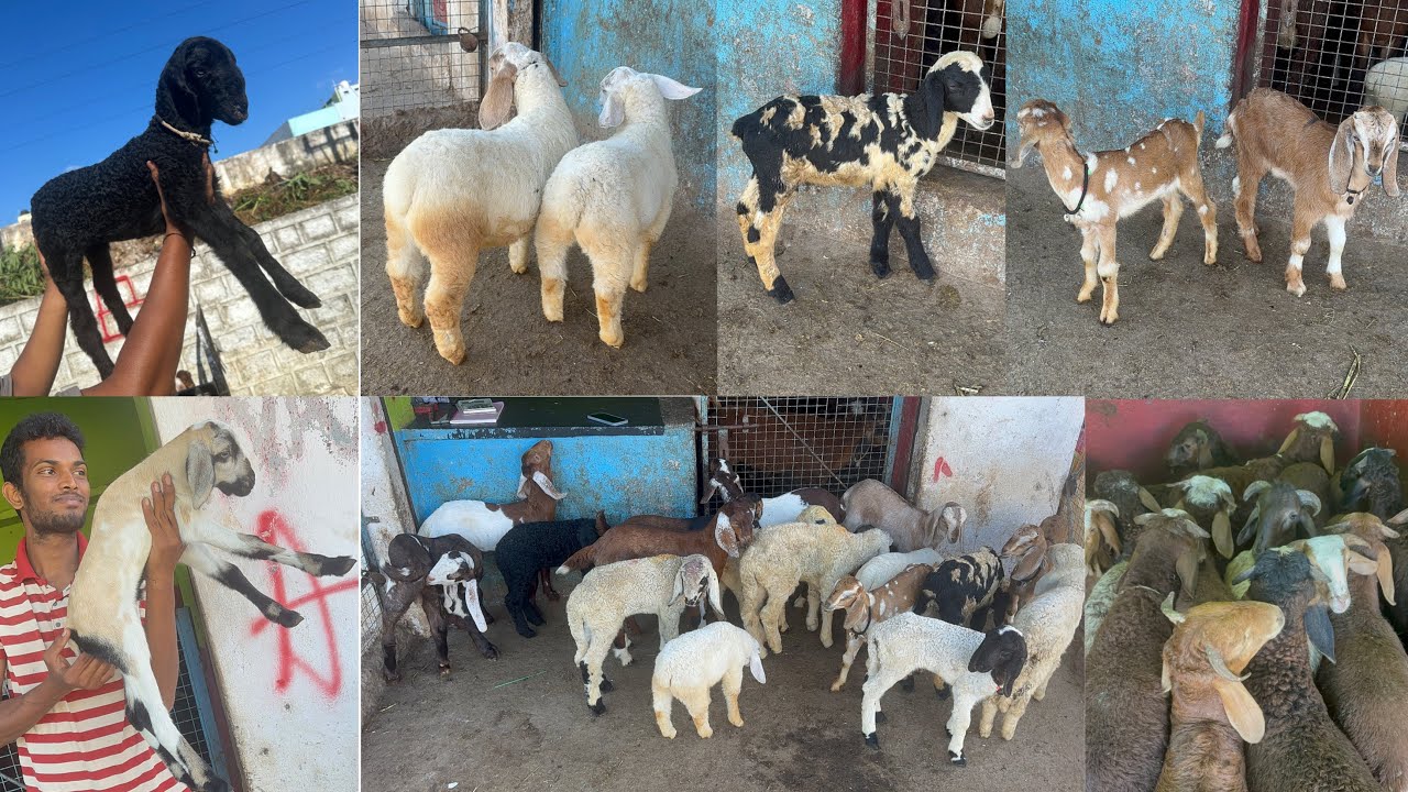 Несколько пород в одном месте в MGS