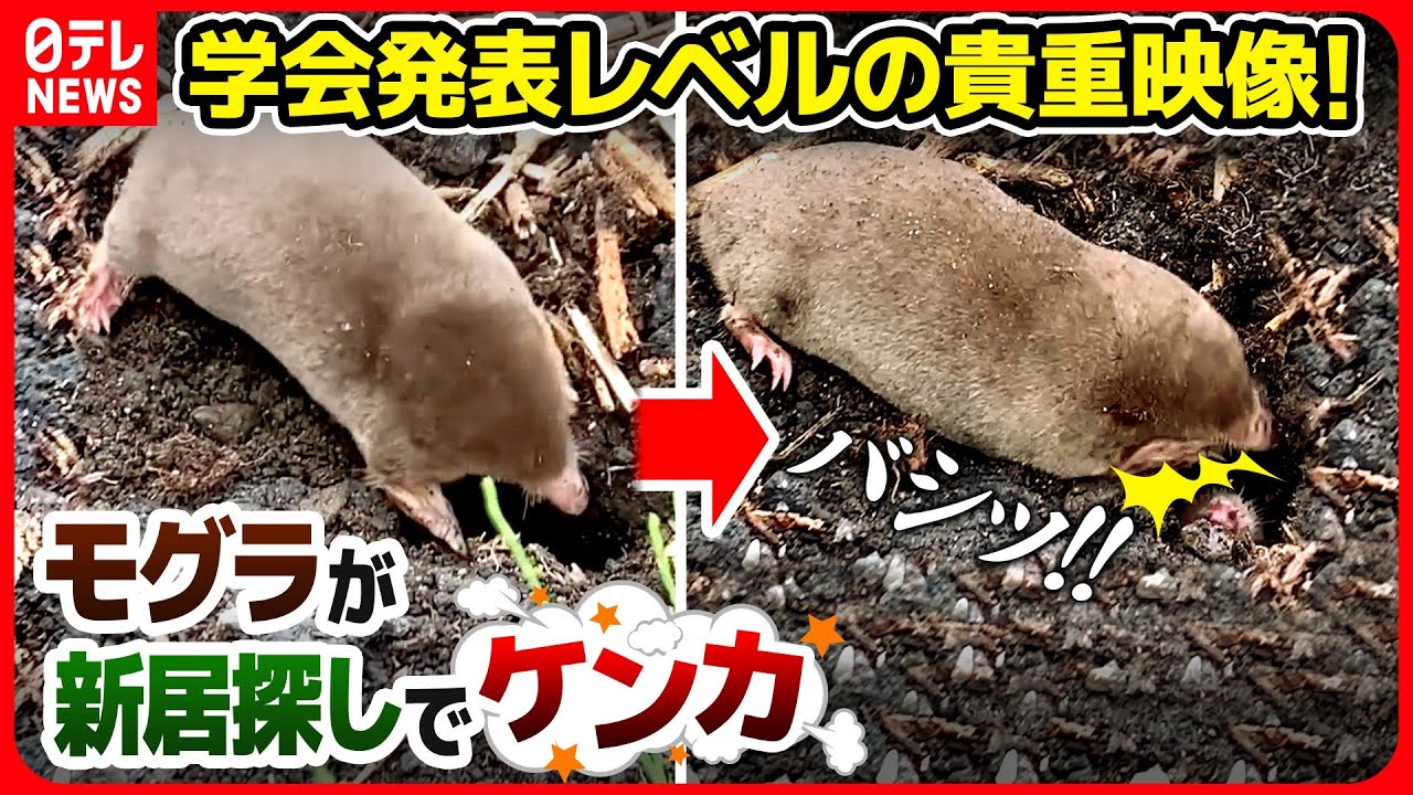 【貴重映像】「学会で発表するレベルの映像です!」野生モグラの新居探しにモグラ研究者も感動!【ナゼ?徹底解説】 - YouTube