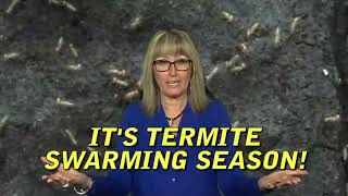 Janssen Pest Solutions - Retro Commercial - Termites!