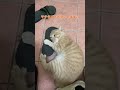 可愛いけど汚れてるからあんまりしては欲しくないかな😅 #catvideos #cat #cute #猫 #ちゃちゃまる #funnycat
