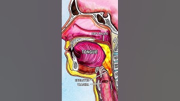 ANATOMY OF SWALLOWING (DEGLUTITION) #anatomy #song #health #animation #physiology #digestion