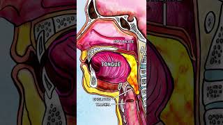 ANATOMY OF SWALLOWING (DEGLUTITION) #anatomy #song #health #animation #physiology #digestion