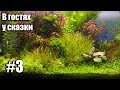 В гостях у сказки 3.  Природный аквариум, акваскейп, nature aquarium