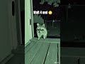 “Night Vision Doorcam Catches Unexpected Visitor 👀🌙”