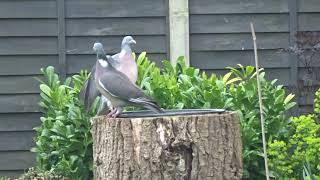 Peter the pigeon 14 says 'This bath ain't big enough for the both of us'