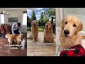 Ten Signs Your Golden Retriever Loves You