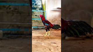 #8thaugust #aseelmurga #javaee #chicken #javaisawesome #rooster #lifeisbutadream #birds