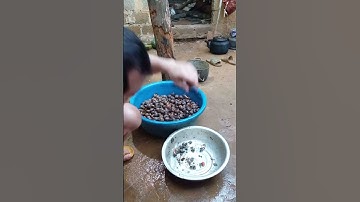 bắt ốc bươu vàng trừ hại cho lúa #shorts